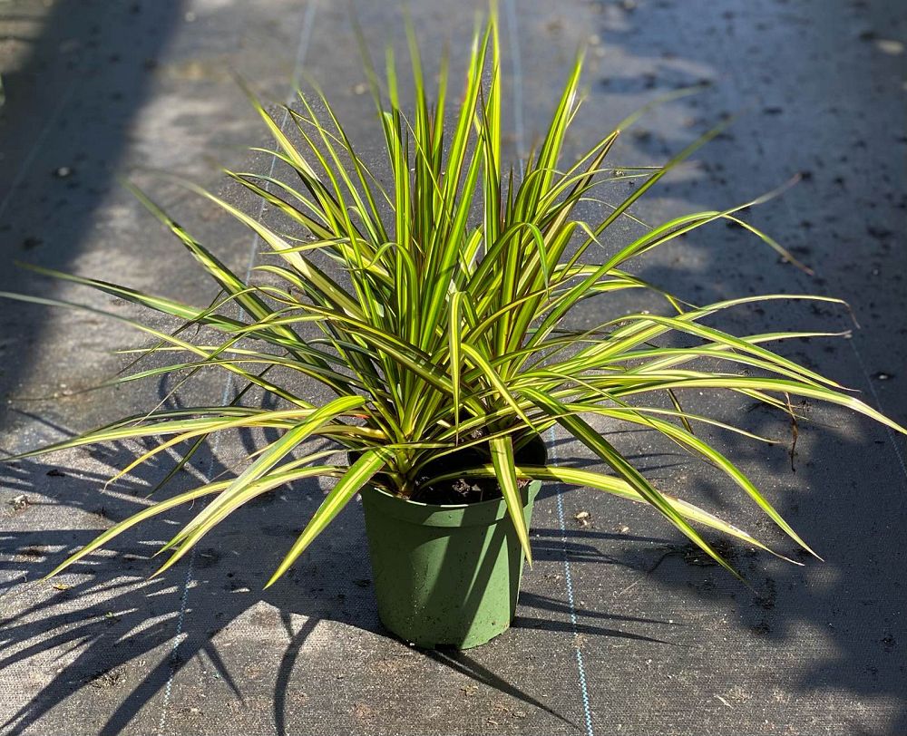 dracaena-marginata-kiwi-kiwi-dragon-tree