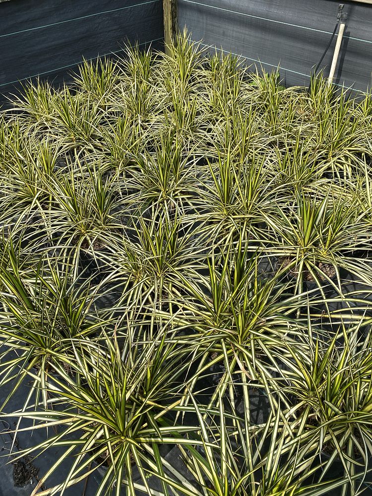 dracaena-marginata-kiwi-kiwi-dragon-tree