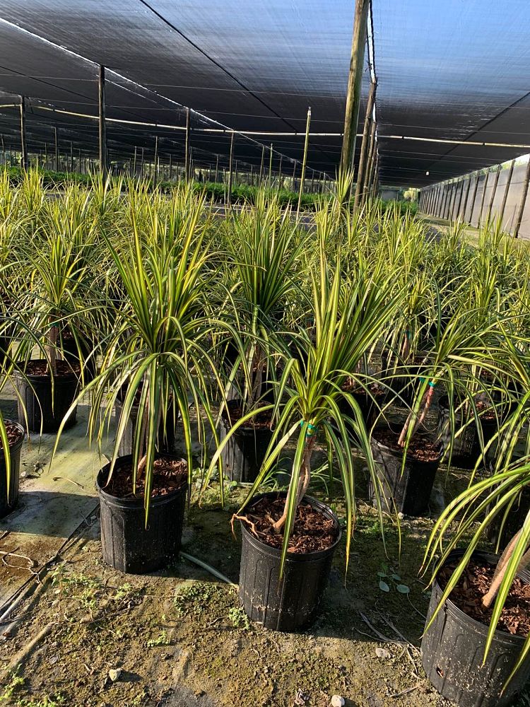 dracaena-marginata-kiwi-kiwi-dragon-tree