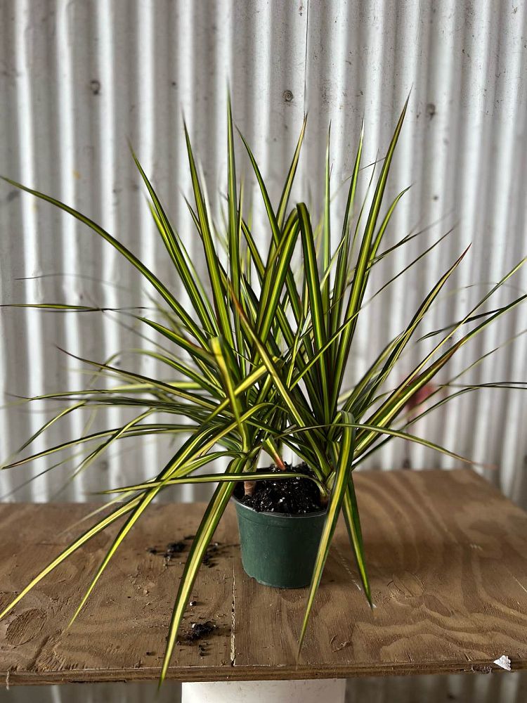 dracaena-marginata-kiwi-kiwi-dragon-tree