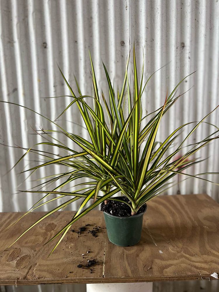 dracaena-marginata-kiwi-kiwi-dragon-tree