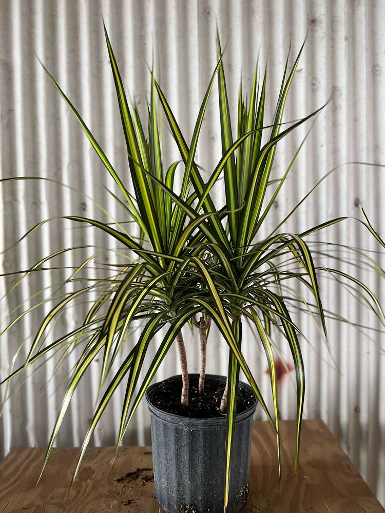 dracaena-marginata-kiwi-kiwi-dragon-tree