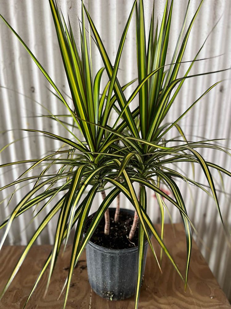dracaena-marginata-kiwi-kiwi-dragon-tree