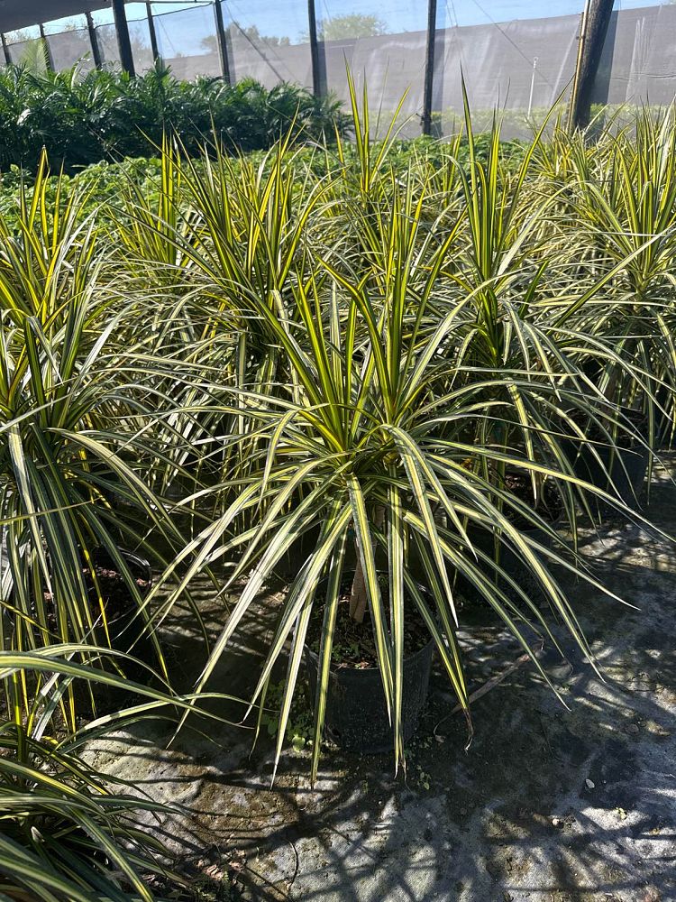 dracaena-marginata-kiwi-kiwi-dragon-tree