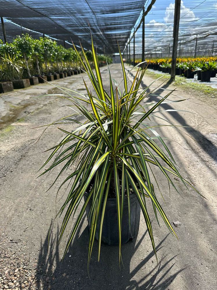 dracaena-marginata-kiwi-kiwi-dragon-tree