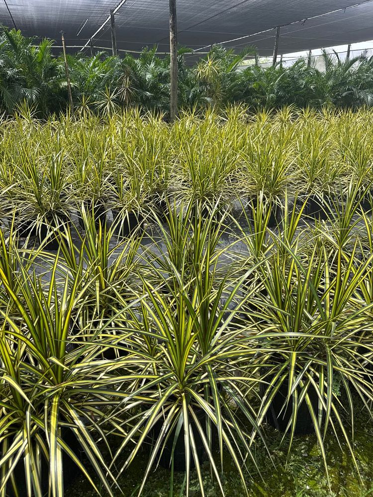dracaena-marginata-kiwi-kiwi-dragon-tree