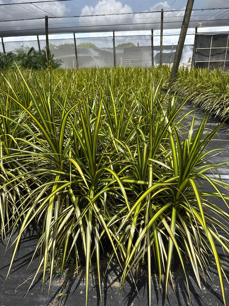 dracaena-marginata-kiwi-kiwi-dragon-tree