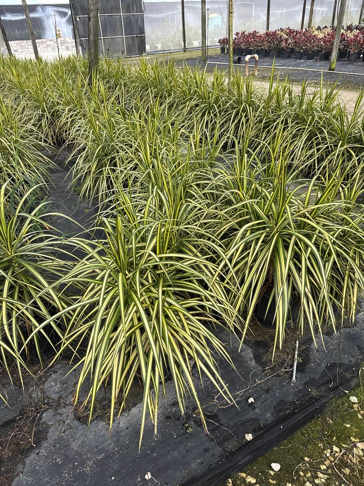 dracaena-marginata-kiwi-kiwi-dragon-tree