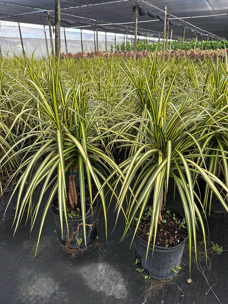 dracaena-marginata-kiwi-kiwi-dragon-tree