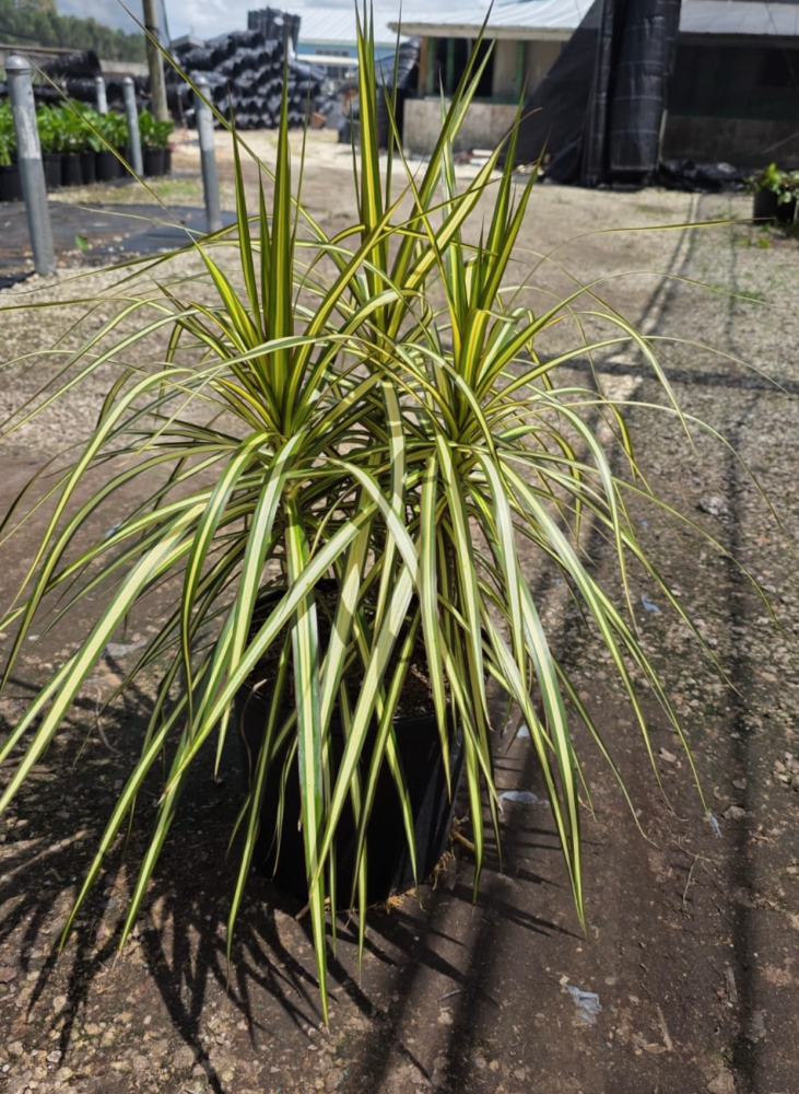dracaena-marginata-kiwi-kiwi-dragon-tree