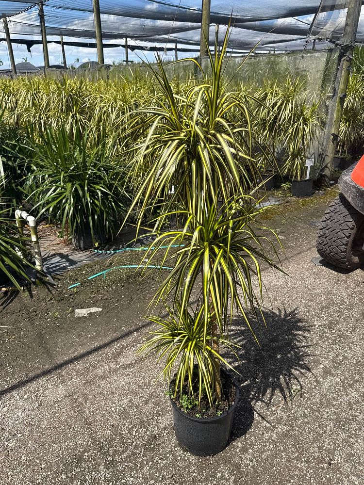 dracaena-marginata-kiwi-kiwi-dragon-tree