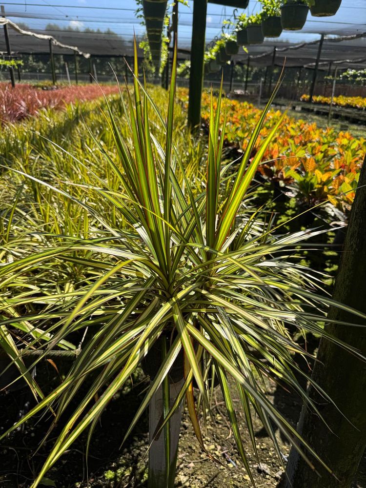 dracaena-marginata-kiwi-kiwi-dragon-tree