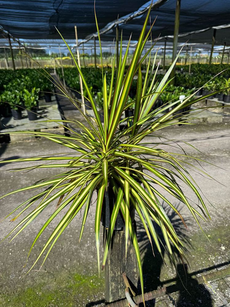 dracaena-marginata-kiwi-kiwi-dragon-tree