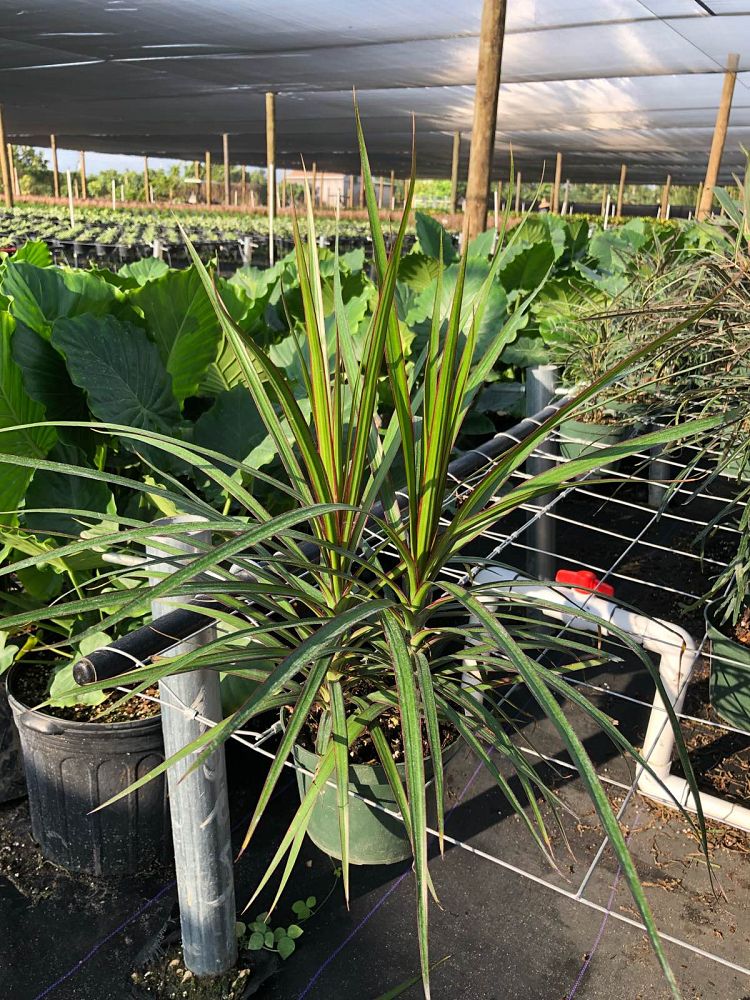 Anchor Foliage | plantANT.com