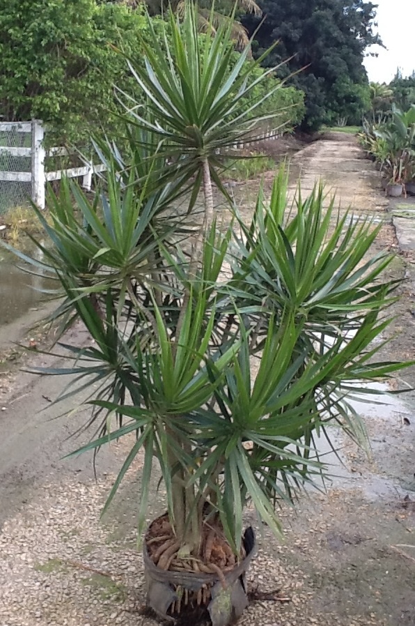 dracaena-marginata-madagascar-dragon-tree