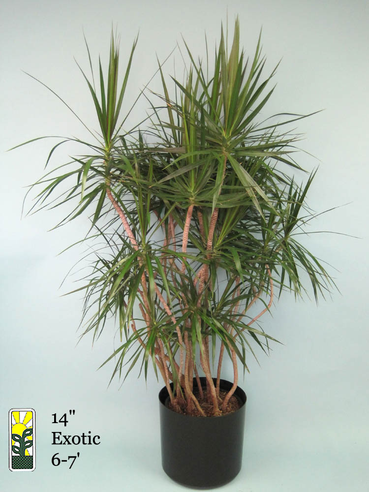 dracaena-marginata-madagascar-dragon-tree