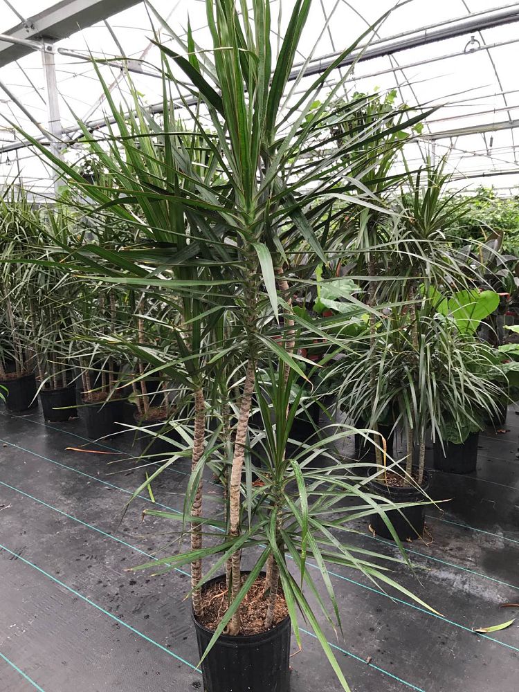 dracaena-marginata-madagascar-dragon-tree