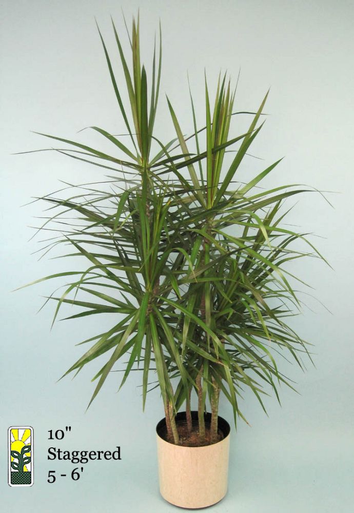 dracaena-marginata-madagascar-dragon-tree