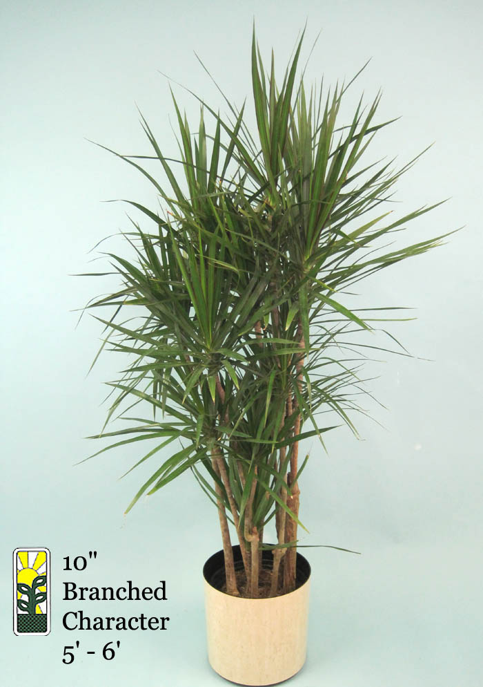 dracaena-marginata-madagascar-dragon-tree