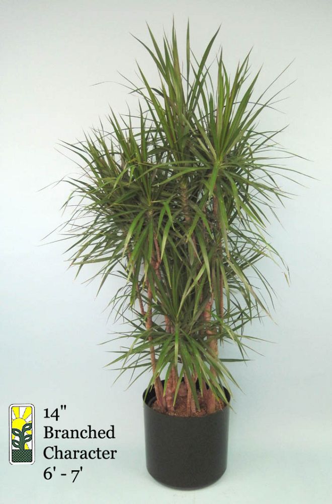 dracaena-marginata-madagascar-dragon-tree