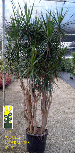 dracaena-marginata-madagascar-dragon-tree