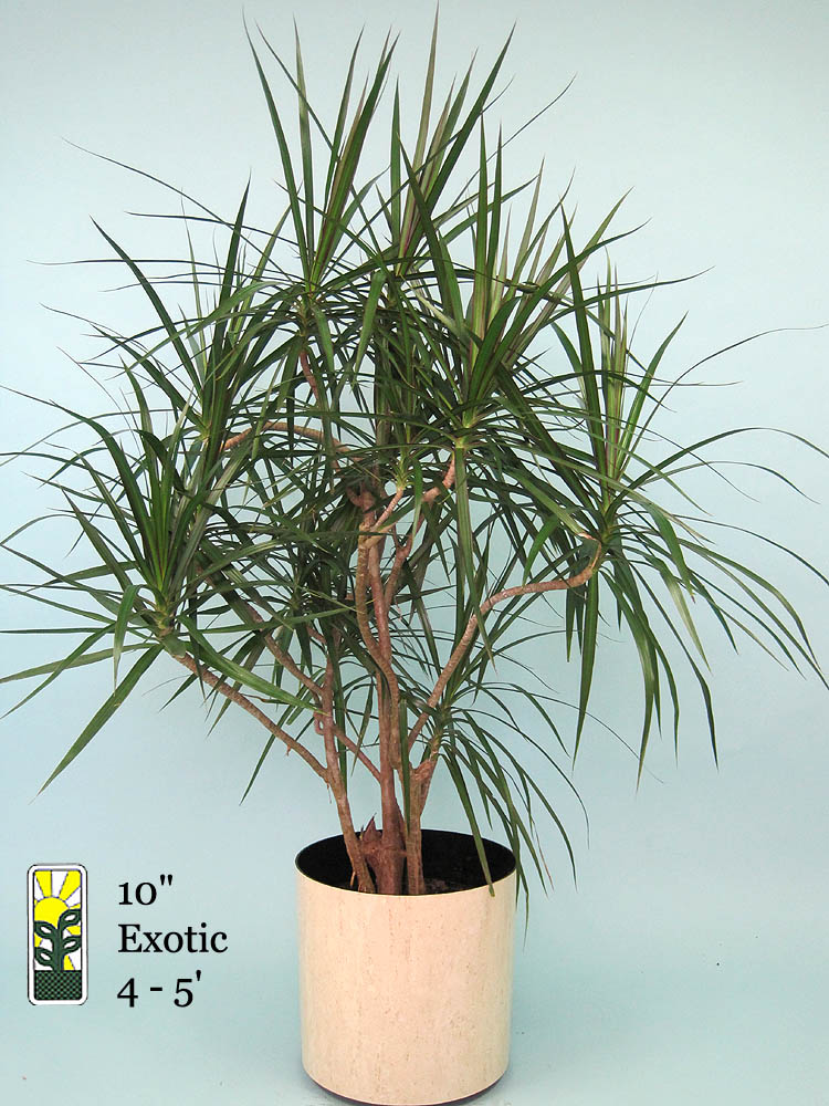 dracaena-marginata-madagascar-dragon-tree