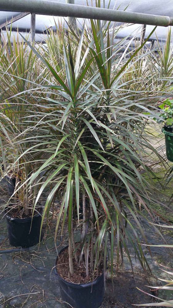 dracaena-marginata-madagascar-dragon-tree