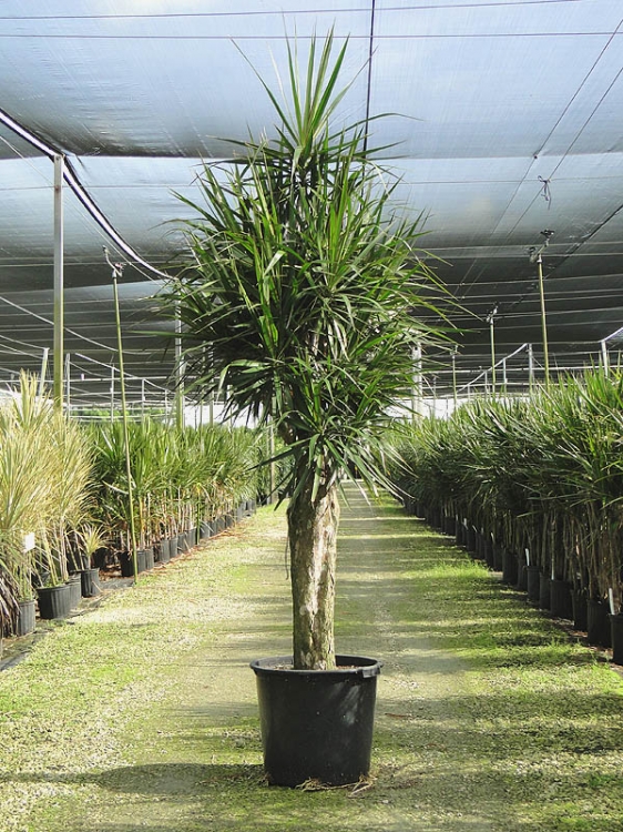 dracaena-marginata-madagascar-dragon-tree