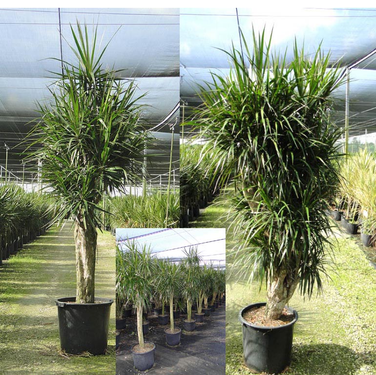 dracaena-marginata-madagascar-dragon-tree