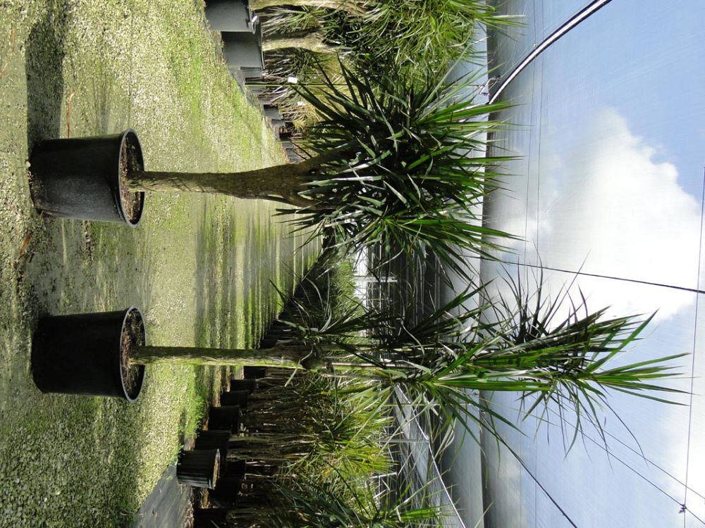dracaena-marginata-madagascar-dragon-tree