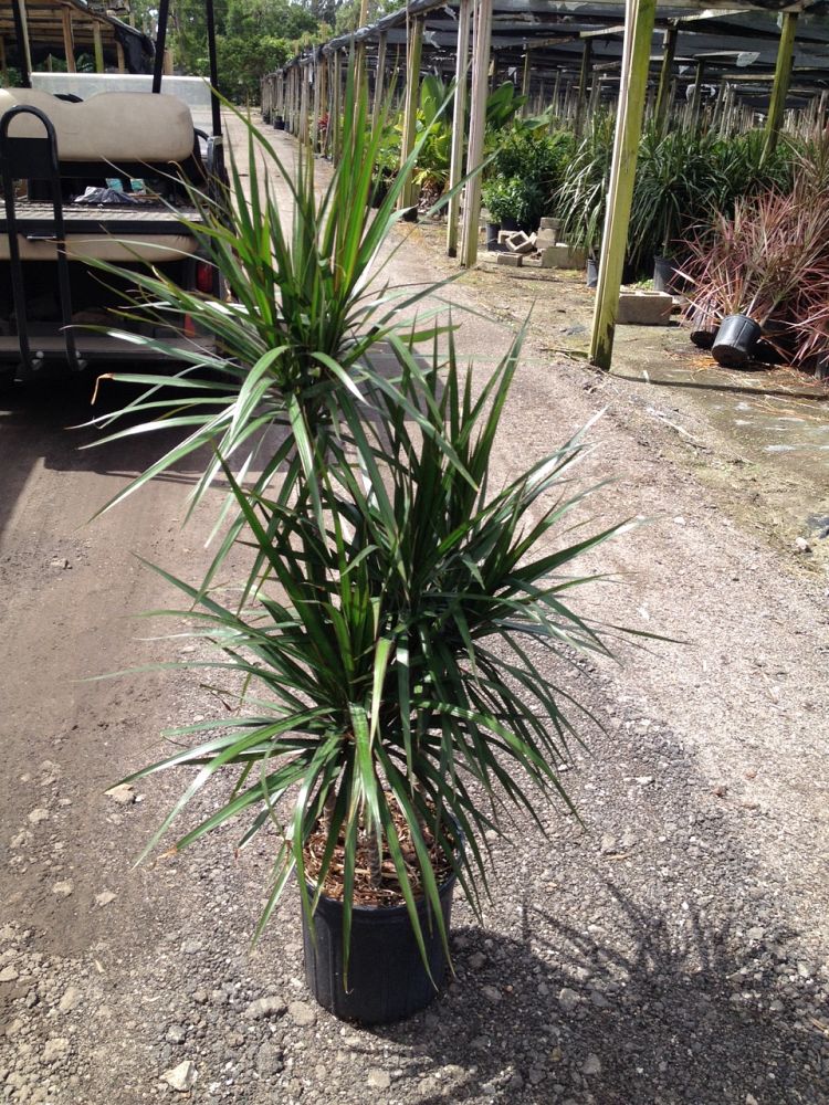 dracaena-marginata-madagascar-dragon-tree