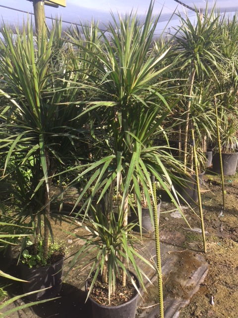 dracaena-marginata-madagascar-dragon-tree
