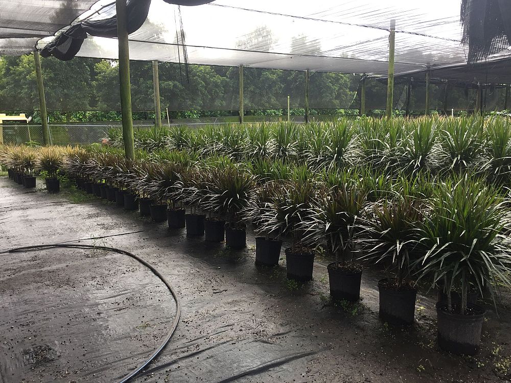 dracaena-marginata-madagascar-dragon-tree