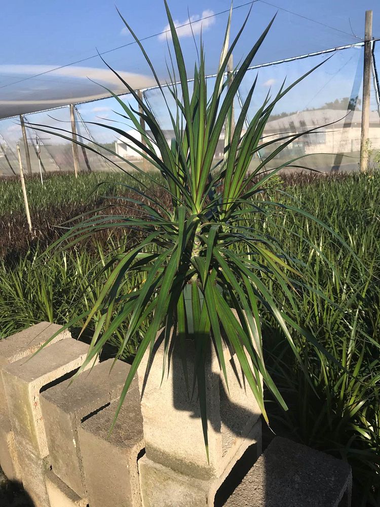 dracaena-marginata-madagascar-dragon-tree
