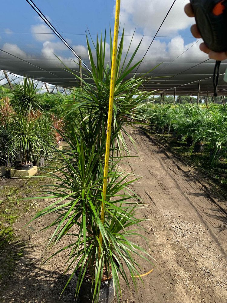 dracaena-marginata-madagascar-dragon-tree