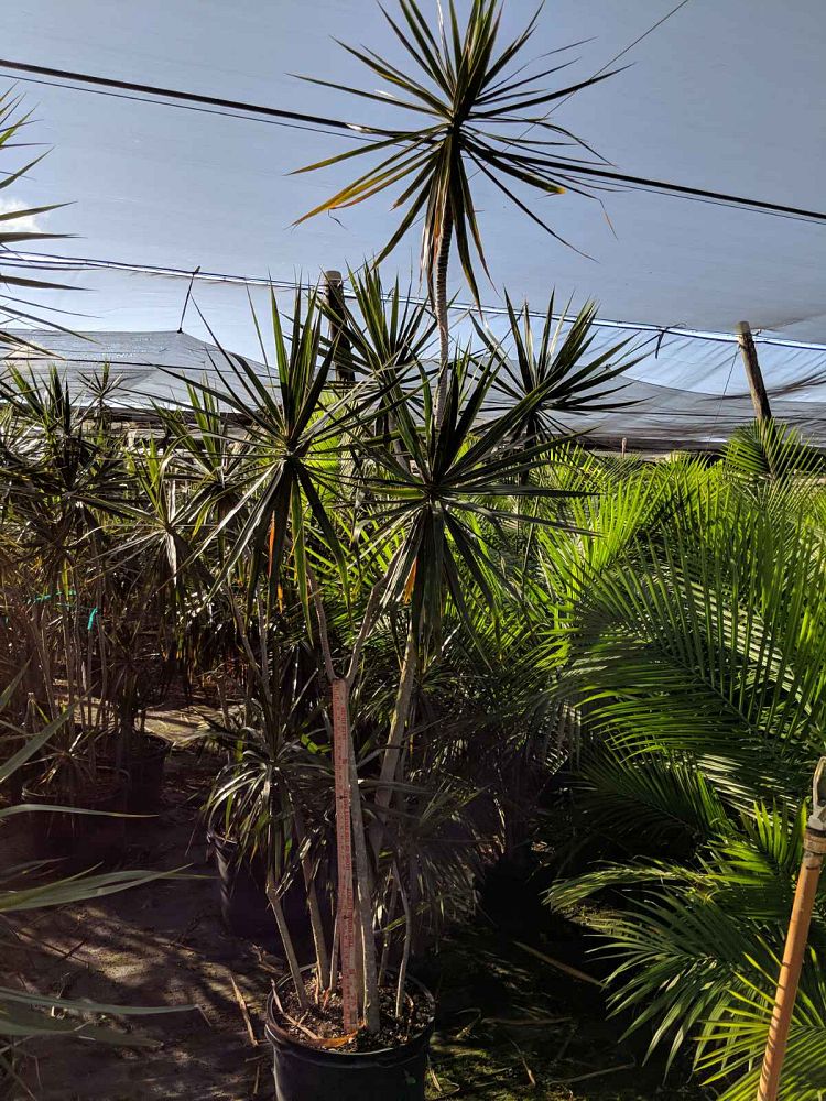 dracaena-marginata-madagascar-dragon-tree