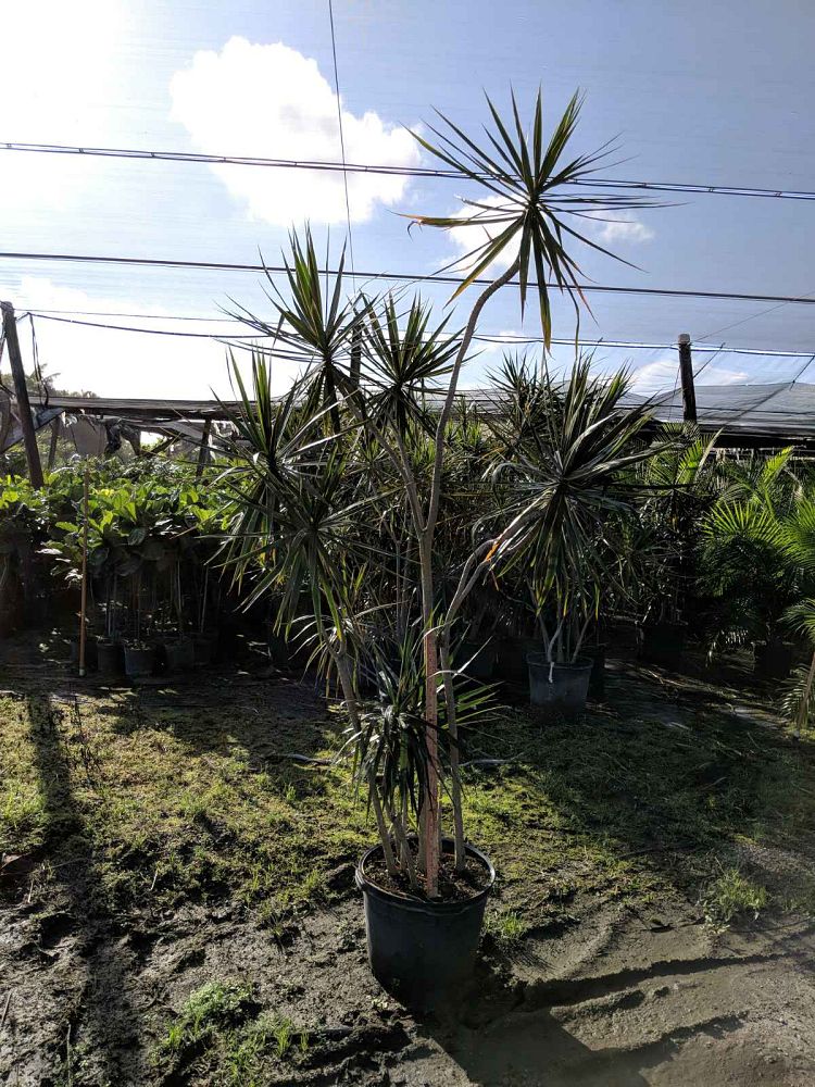 dracaena-marginata-madagascar-dragon-tree