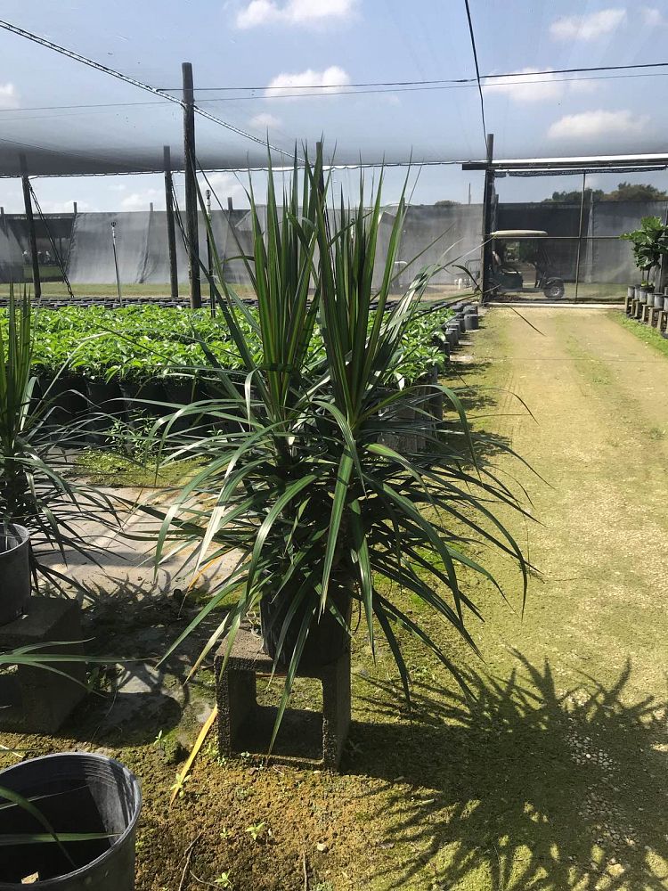 dracaena-marginata-madagascar-dragon-tree