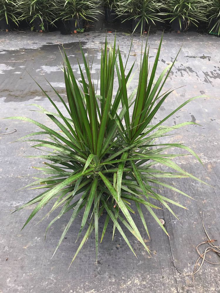 dracaena-marginata-madagascar-dragon-tree