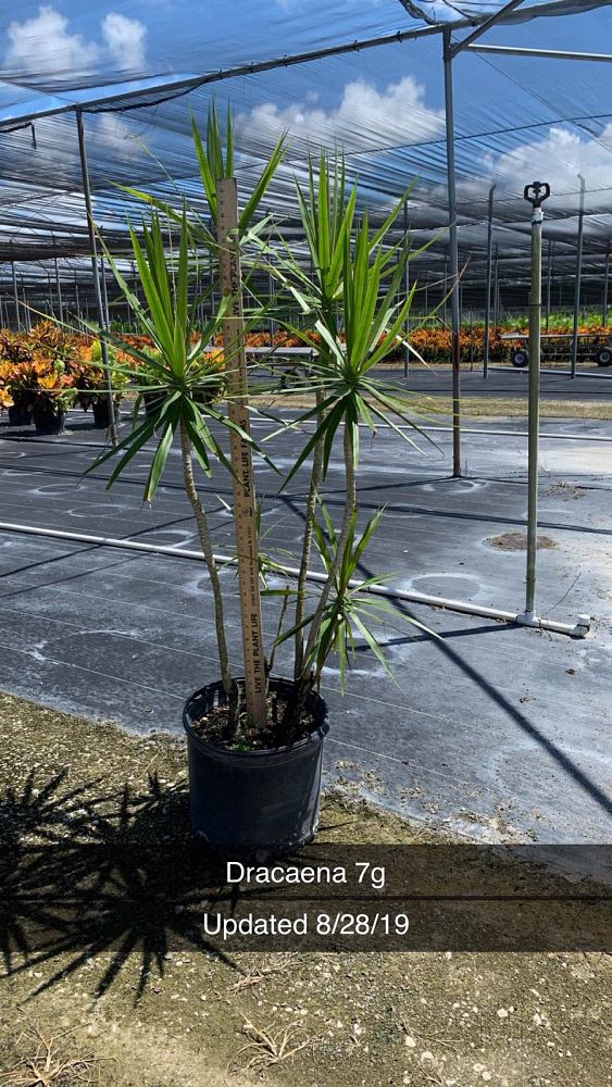 dracaena-marginata-madagascar-dragon-tree