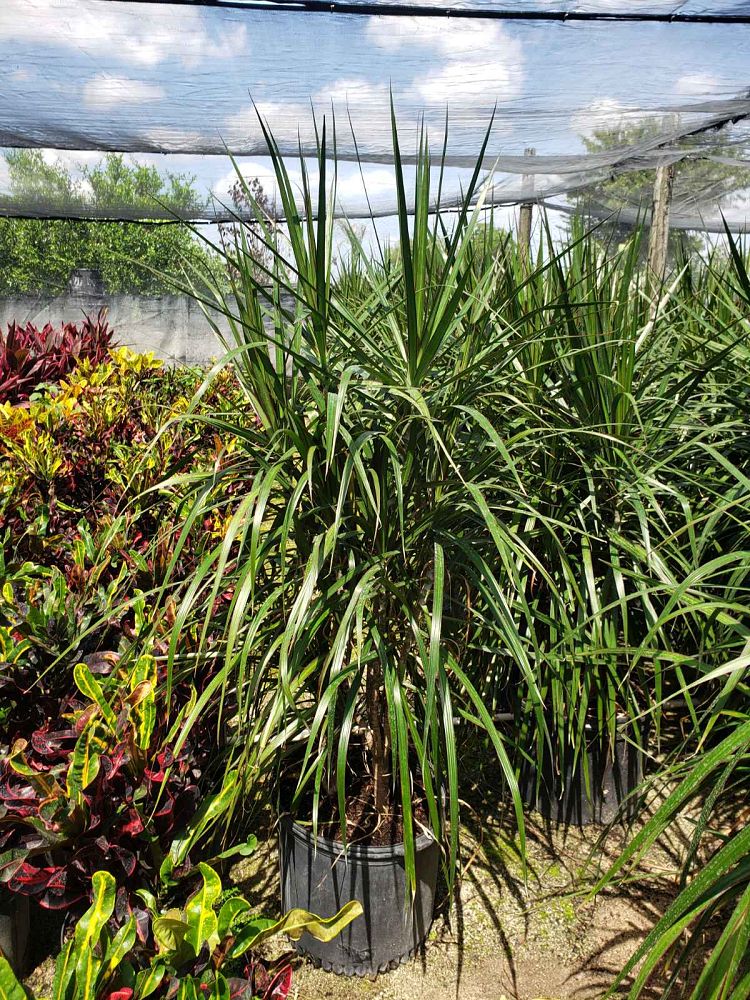 dracaena-marginata-madagascar-dragon-tree