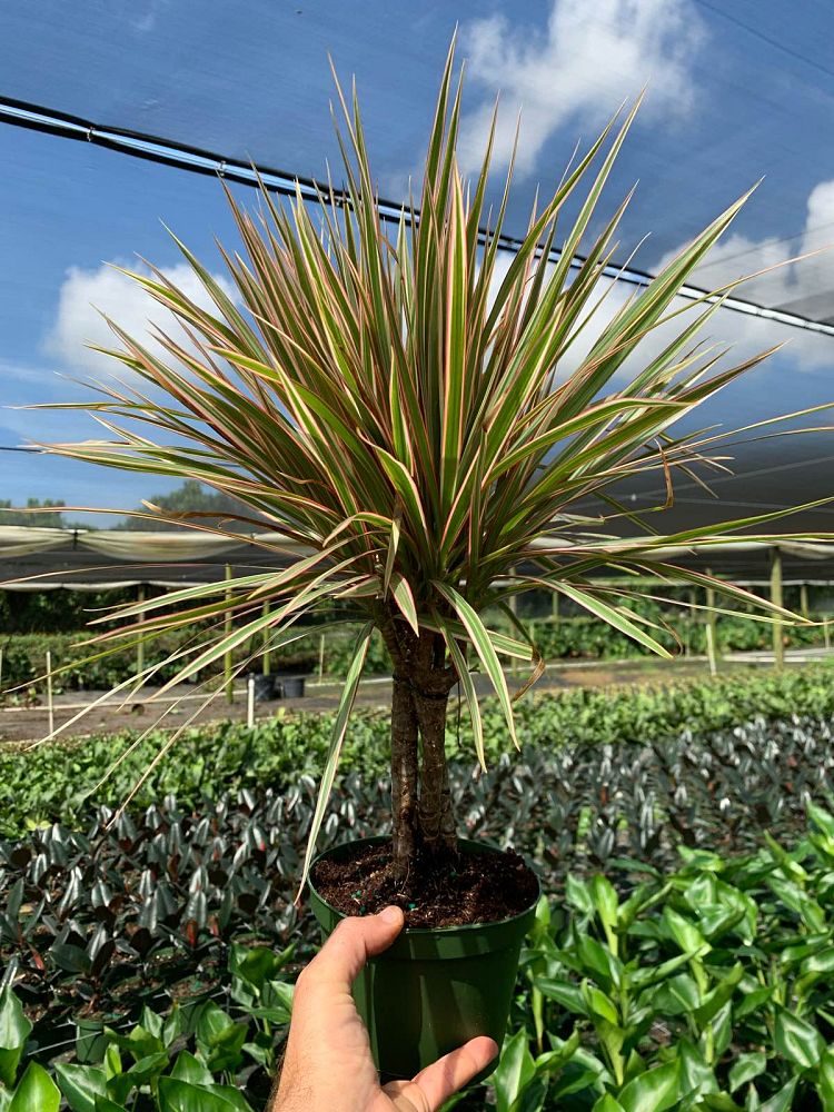 dracaena-marginata-madagascar-dragon-tree