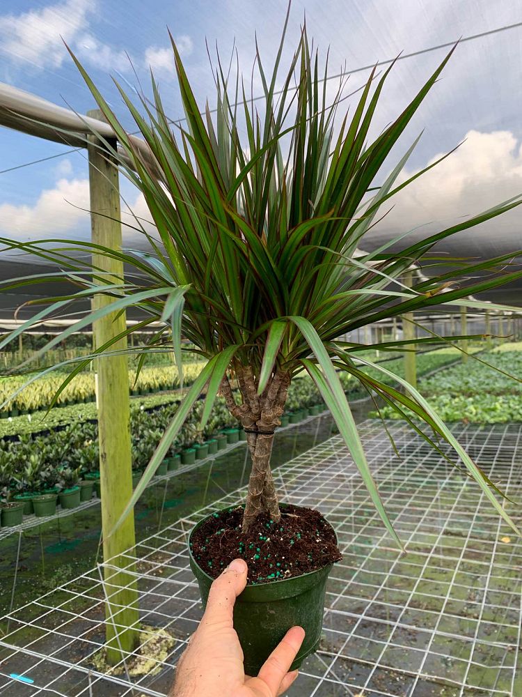 dracaena-marginata-madagascar-dragon-tree