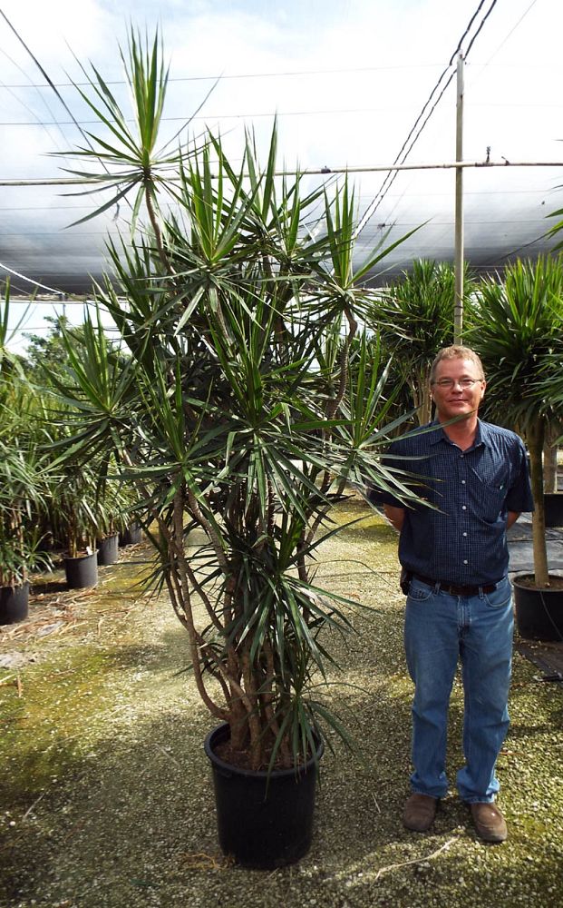 dracaena-marginata-madagascar-dragon-tree
