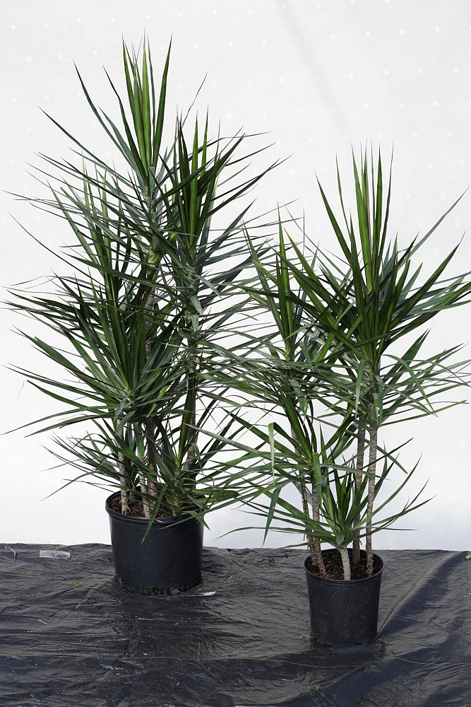 dracaena-marginata-madagascar-dragon-tree