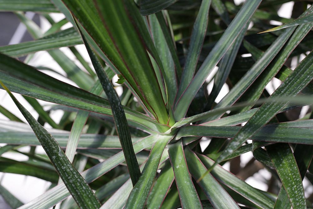 dracaena-marginata-madagascar-dragon-tree