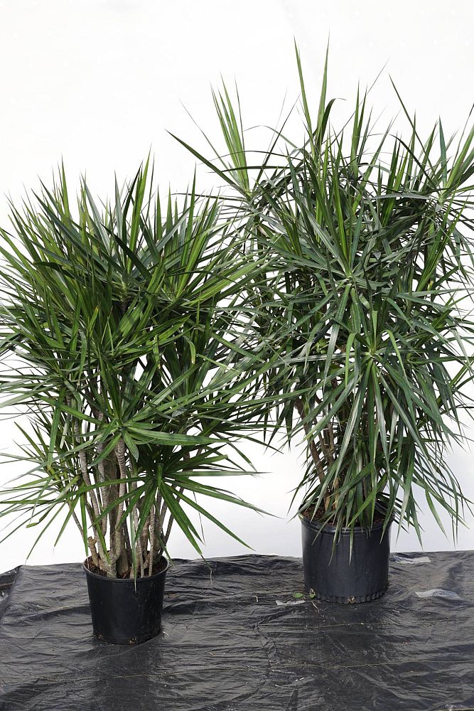 dracaena-marginata-madagascar-dragon-tree
