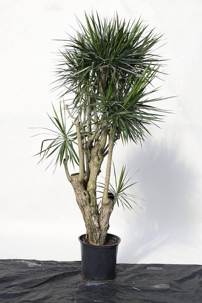 dracaena-marginata-madagascar-dragon-tree