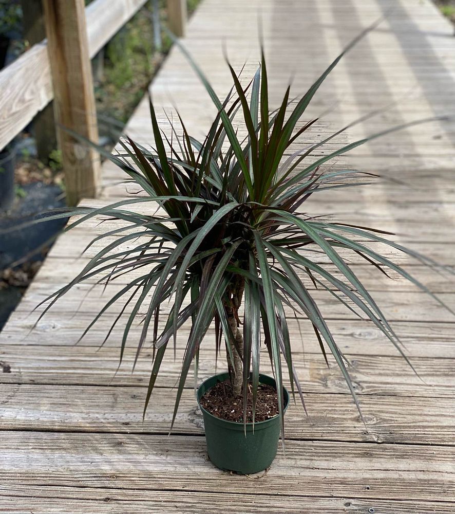 dracaena-marginata-madagascar-dragon-tree