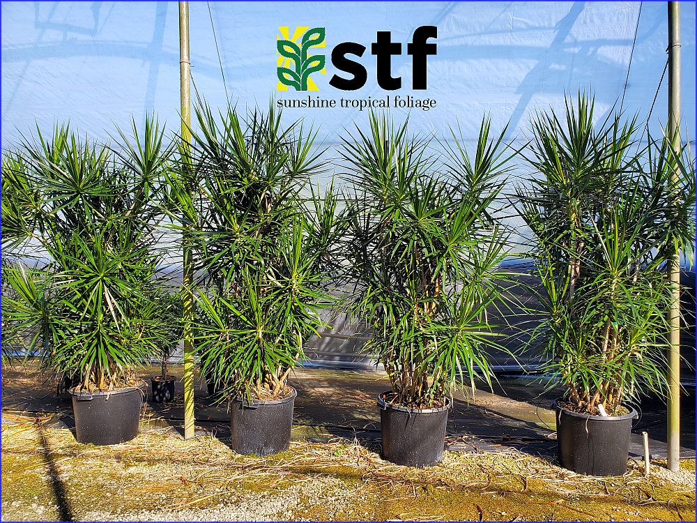 dracaena-marginata-madagascar-dragon-tree